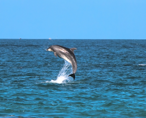 passeios-barco-golfinhos